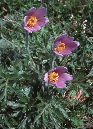 Famiglia RANUNCULACEAE